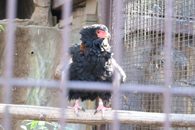 45年も上野動物園で暮らしているというダルマワシ
