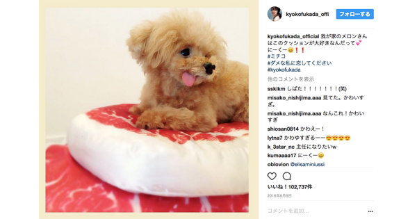 癒やしの猫スタ 犬スタの世界 深田恭子さんの愛犬 メロンパンナちゃん 耳マン