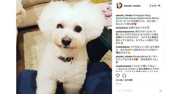 癒やしの猫スタ 犬スタの世界 安田美沙子さんの愛犬 ハンナちゃんの巻 耳マン