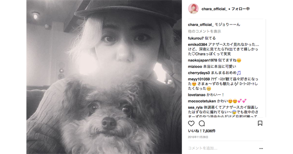 癒しの猫スタ 犬スタご紹介 Charaさんの愛犬 モジョさんの巻 耳マン